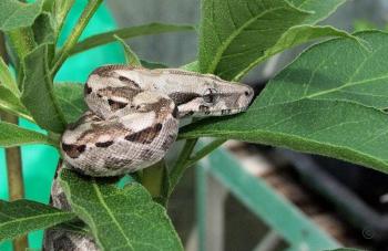 Boa constrictor Foto Archiv